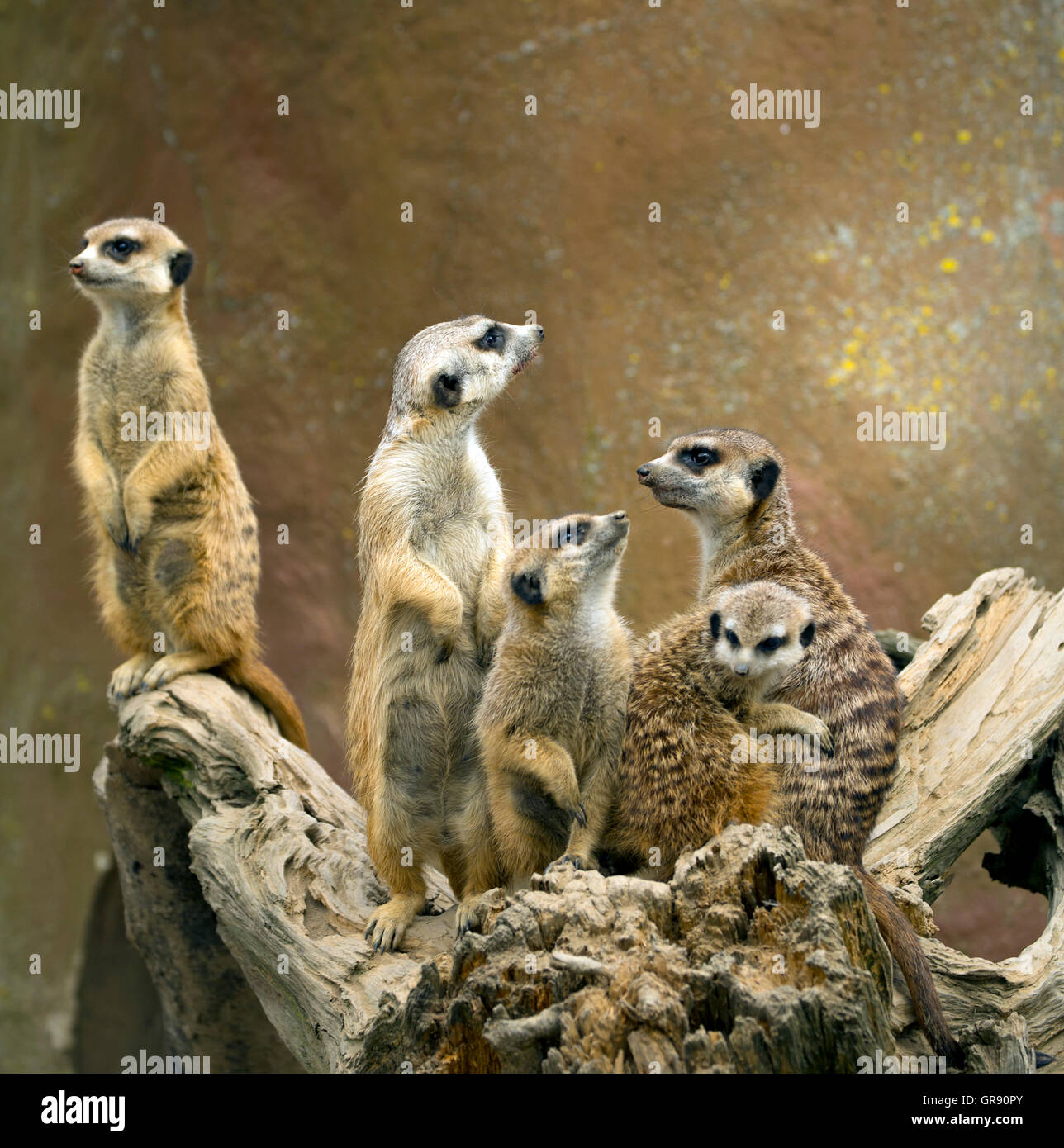 Meerkat, Lynx lynx, Zoo Hof Banque D'Images
