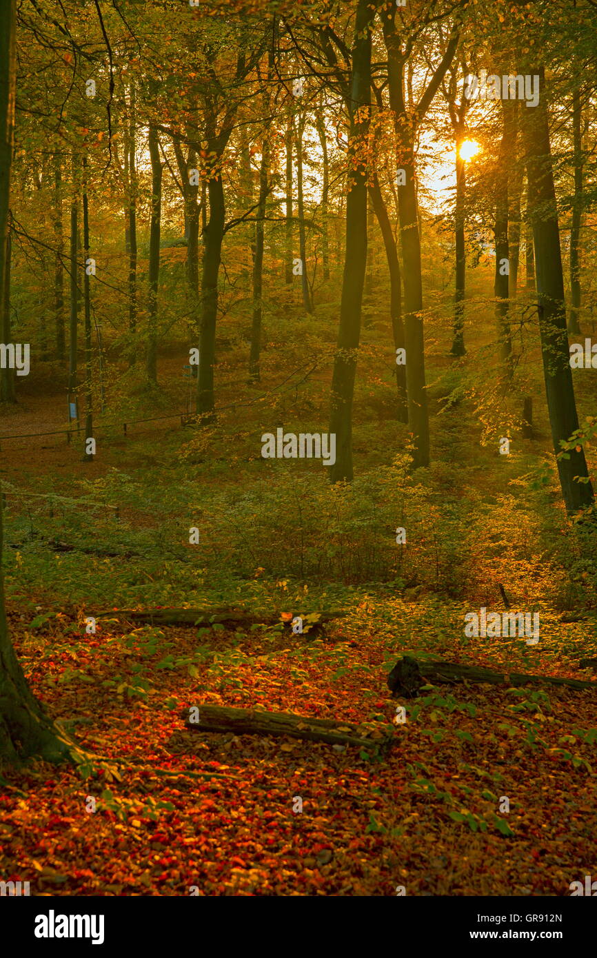 Automne forêt de hêtre dans le Parc National de Jasmund, Ruegen Island, Mecklembourg, Banque D'Images