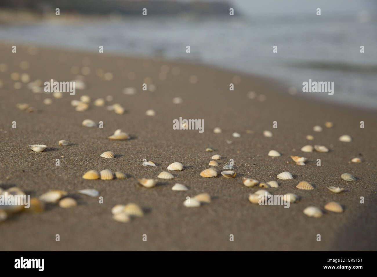 Coquillages sur la plage de sable, mer Baltique, l'île de Rügen, Mecklembourg Banque D'Images