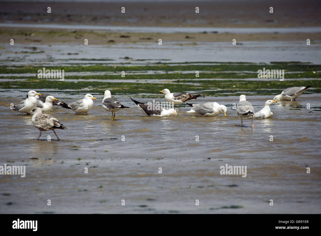 Les oiseaux sur la plage Plage du ris à Douarnenez, marée basse, Bretagne Banque D'Images