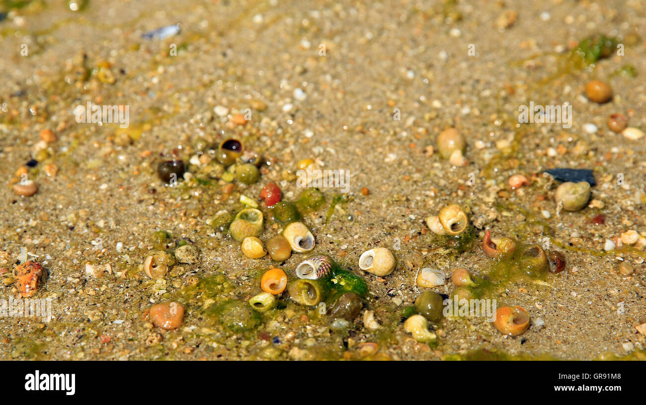 Petit, coloré d'escargots de mer sur la plage de sable, Bretagne, France Banque D'Images