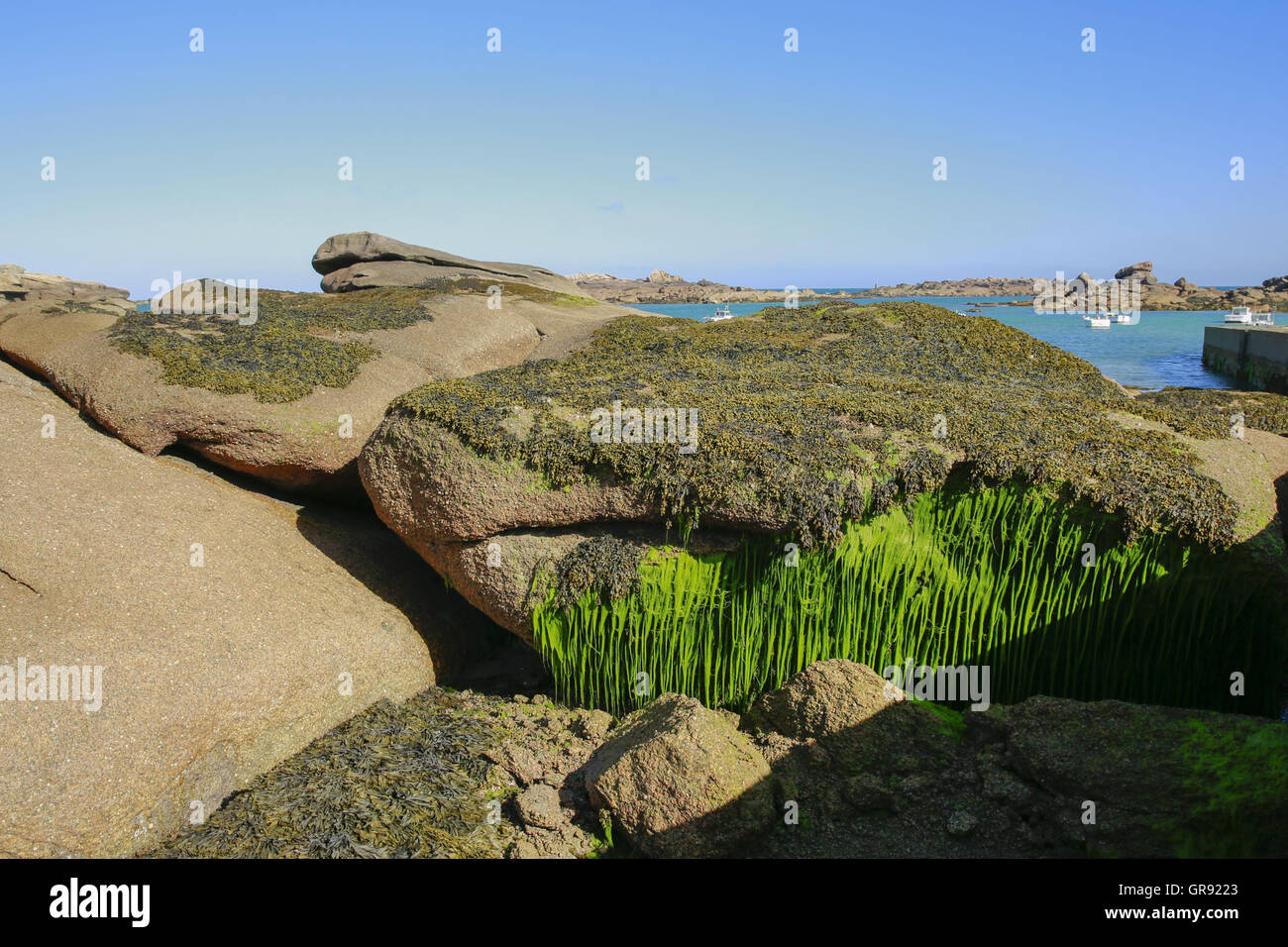 Rochers de granit sur la Côte de Granit Rose à Ploumanach à marée basse, Bretagne, France Banque D'Images