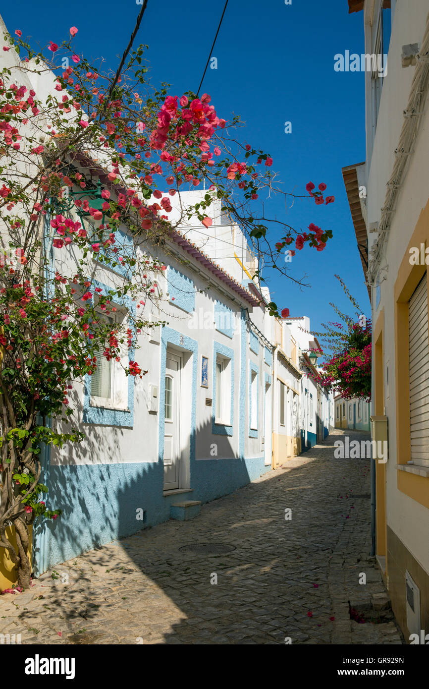 Fleurs dans une ruelle à Albufeira, Algarve, Portugal, Europe Banque D'Images