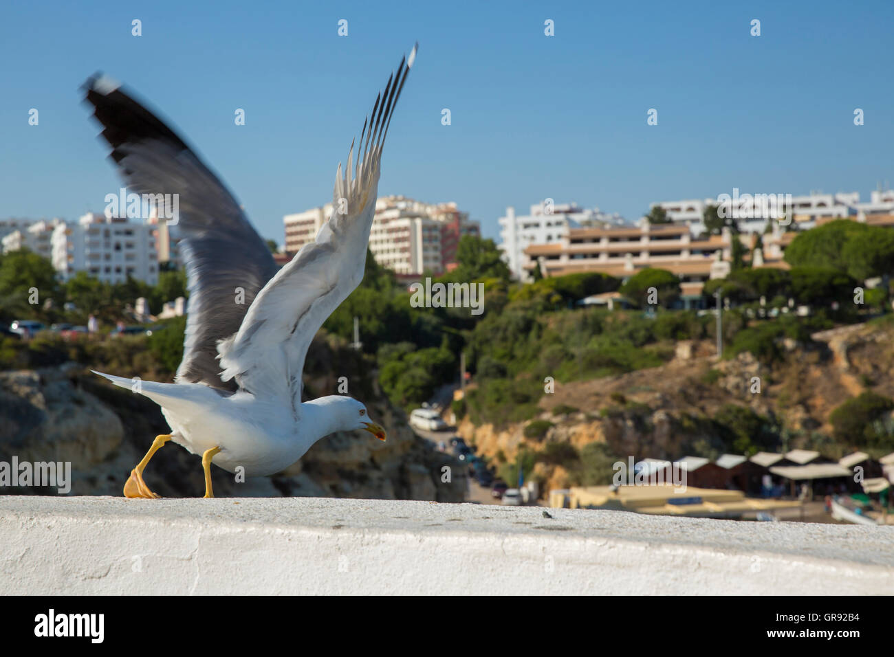 Mouette vole sur un mur Banque D'Images