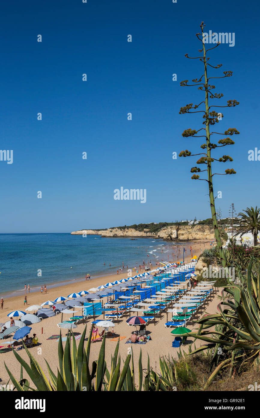 Sur la côte rocheuse de l'Algarve au soleil avec ciel bleu, Portugal, Europe Banque D'Images
