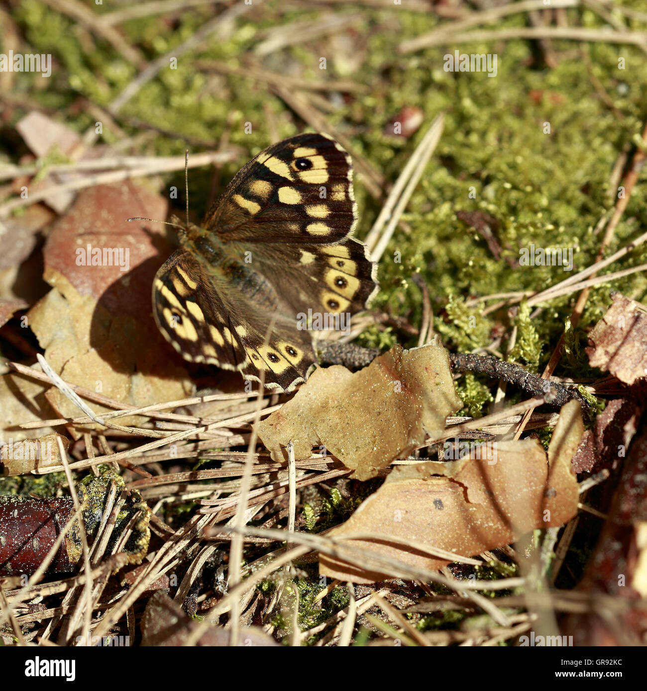 Papillon sur sol de la forêt, de l'omble de bois, Pararge Aegeria Banque D'Images