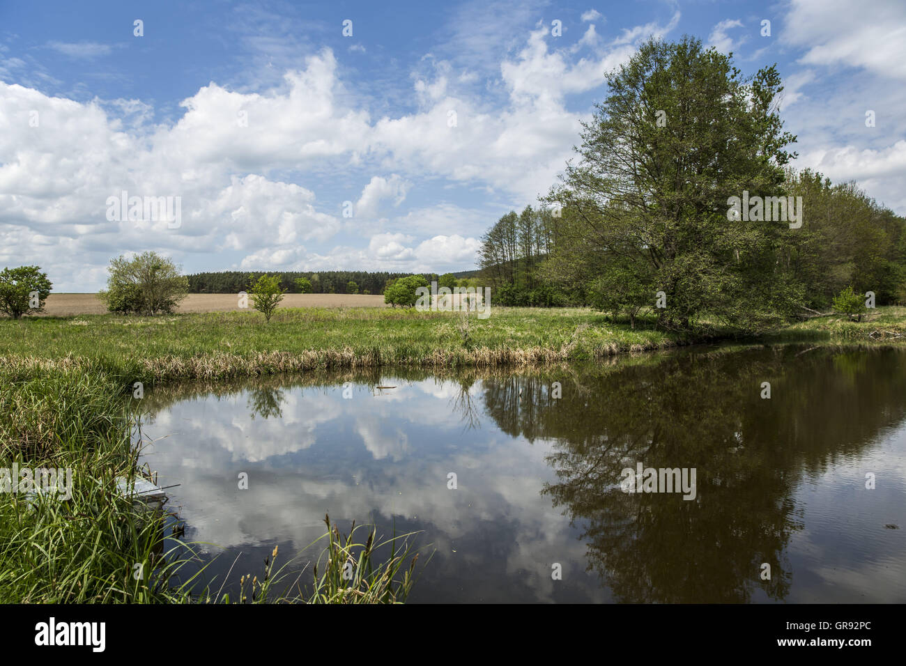 Ciel et nuages reflétée dans un étang au printemps, Thuringe, Allemagne Banque D'Images