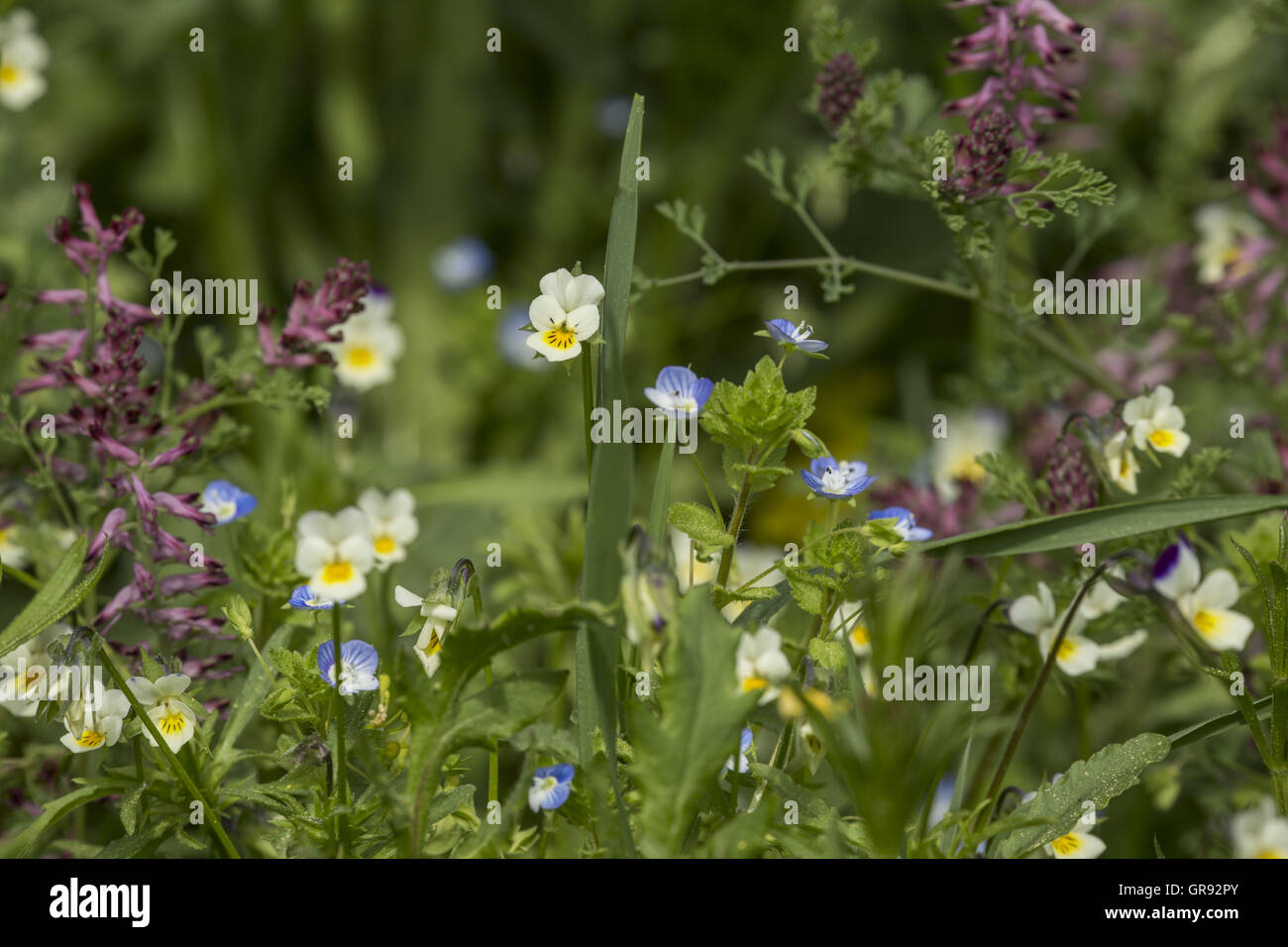 Mauvaises herbes arables sur Feldrain Banque D'Images