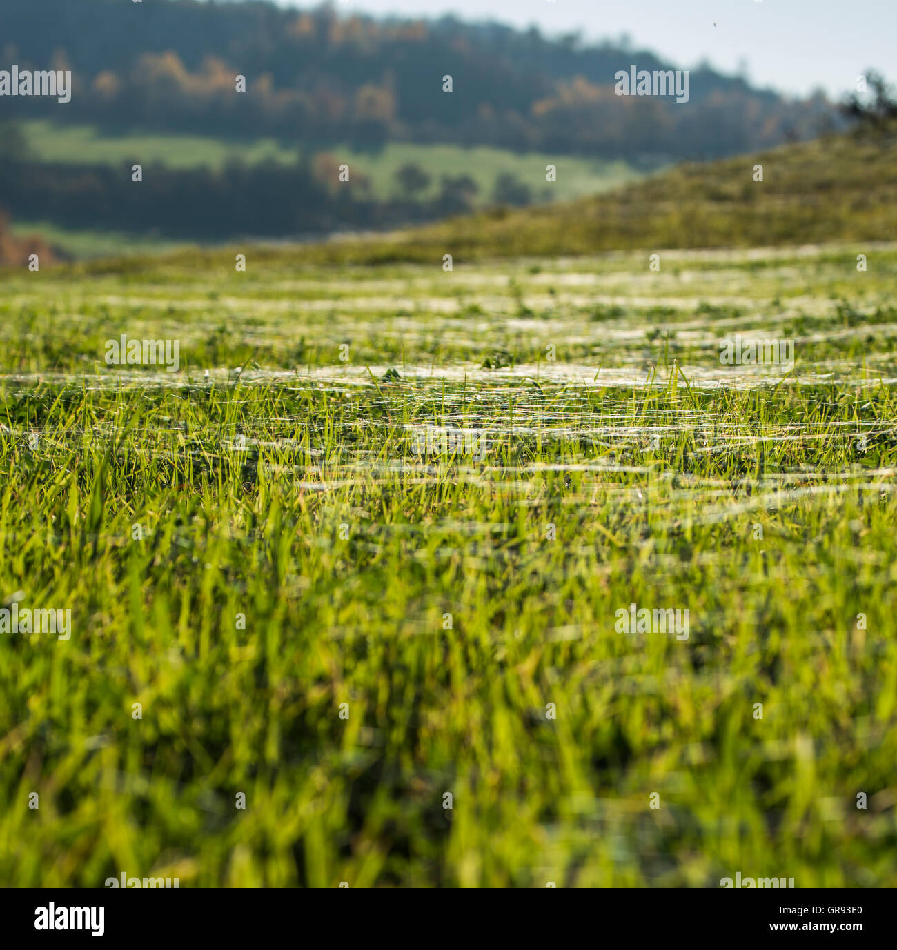 Araignées Dans le champ de luzerne en rétro-éclairage Banque D'Images