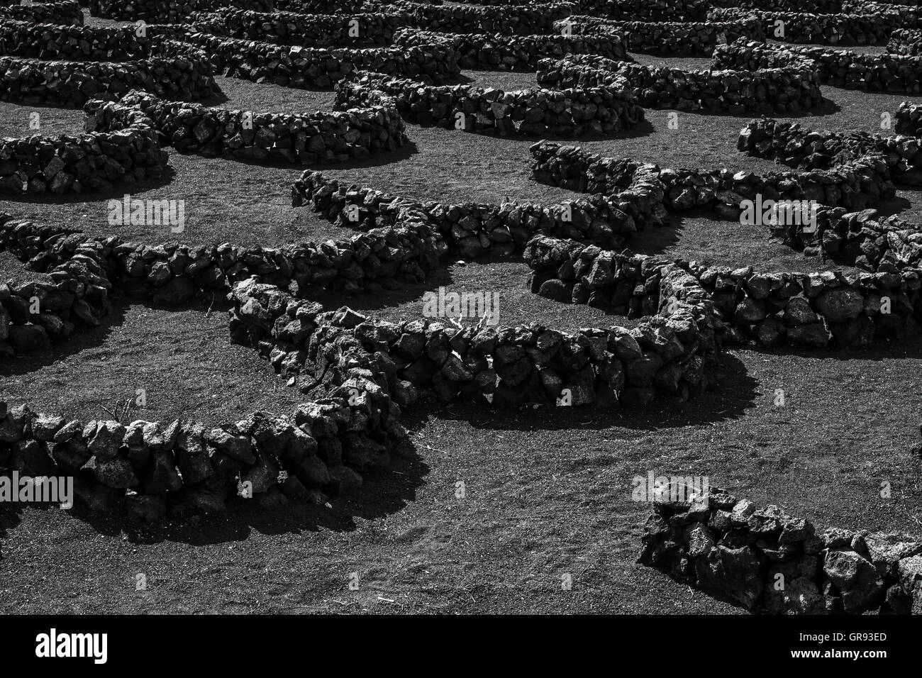 La viticulture à Lanzarote dans la région de La Geria, Espagne, Europe Banque D'Images