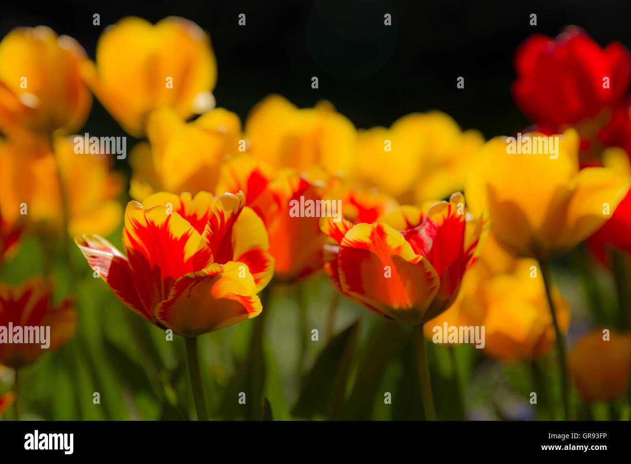 Tulipes Fleurs Jaune Et Rouge Sur Fond Noir Rétroéclairé