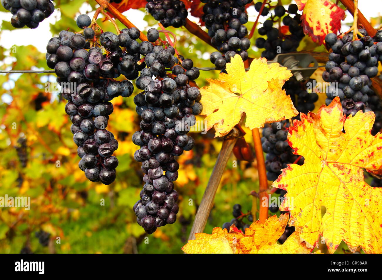 Les raisins mûrs Dornfelder sur la vigne avec des feuilles jaune Banque D'Images