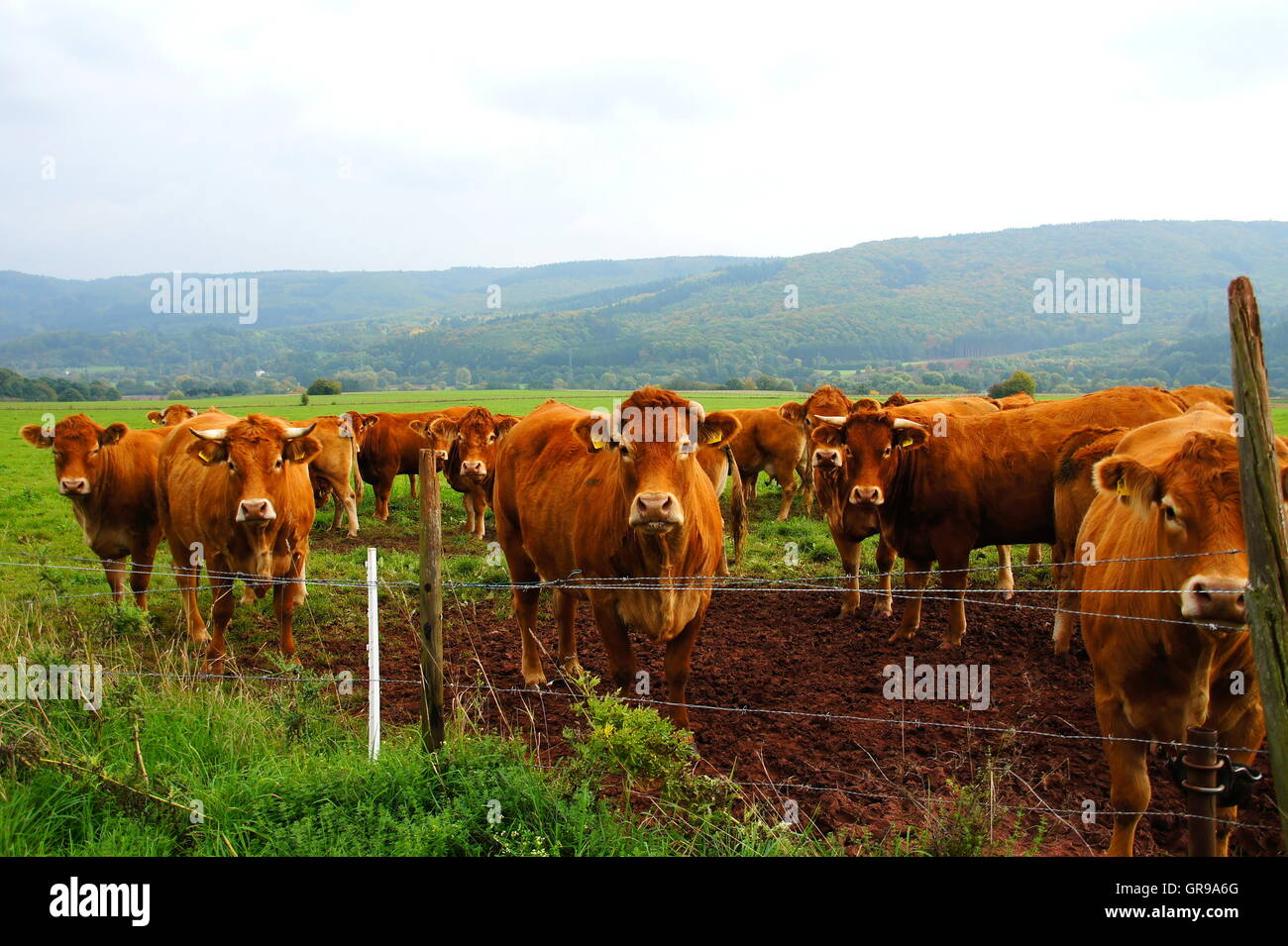 Troupeau de vaches dans un pâturage dans Hetzhof dans l'Eifel Banque D'Images