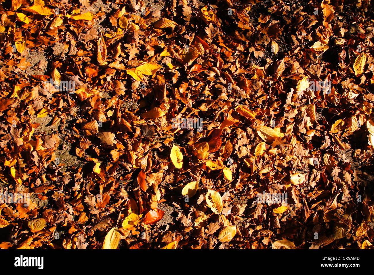 Sol de la forêt avec beaucoup de fines feuilles marron Banque D'Images