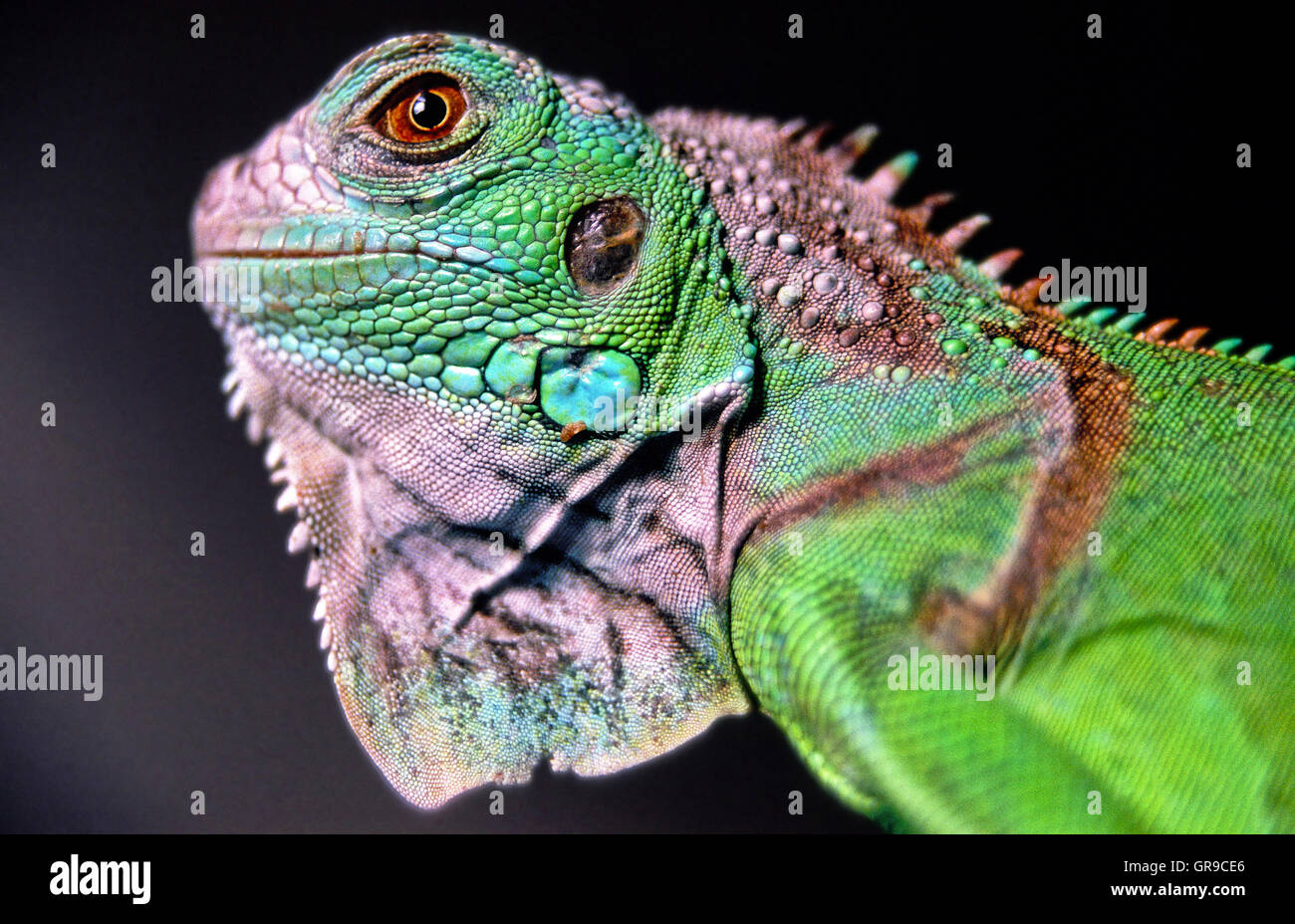 Iguane vert, Animal Juvénile Banque D'Images