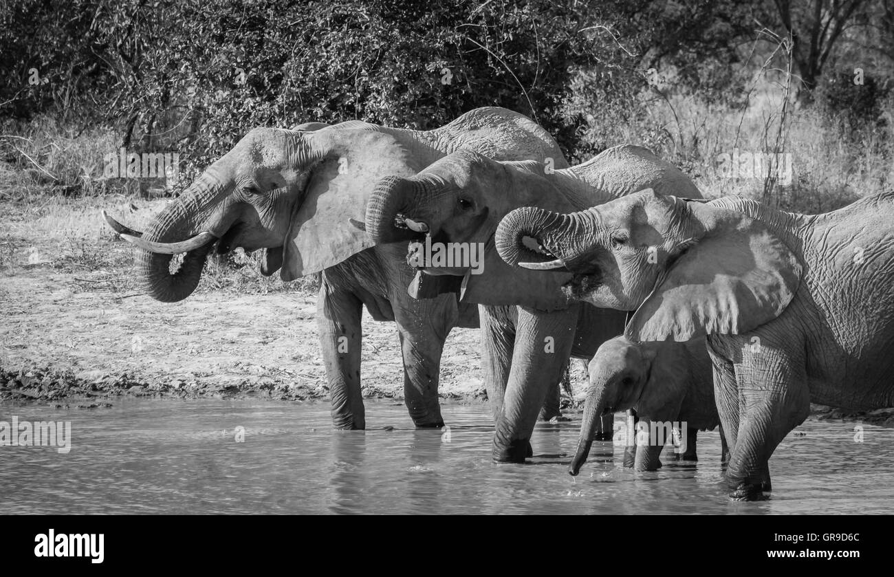 Éléphants de Ruaha Banque D'Images
