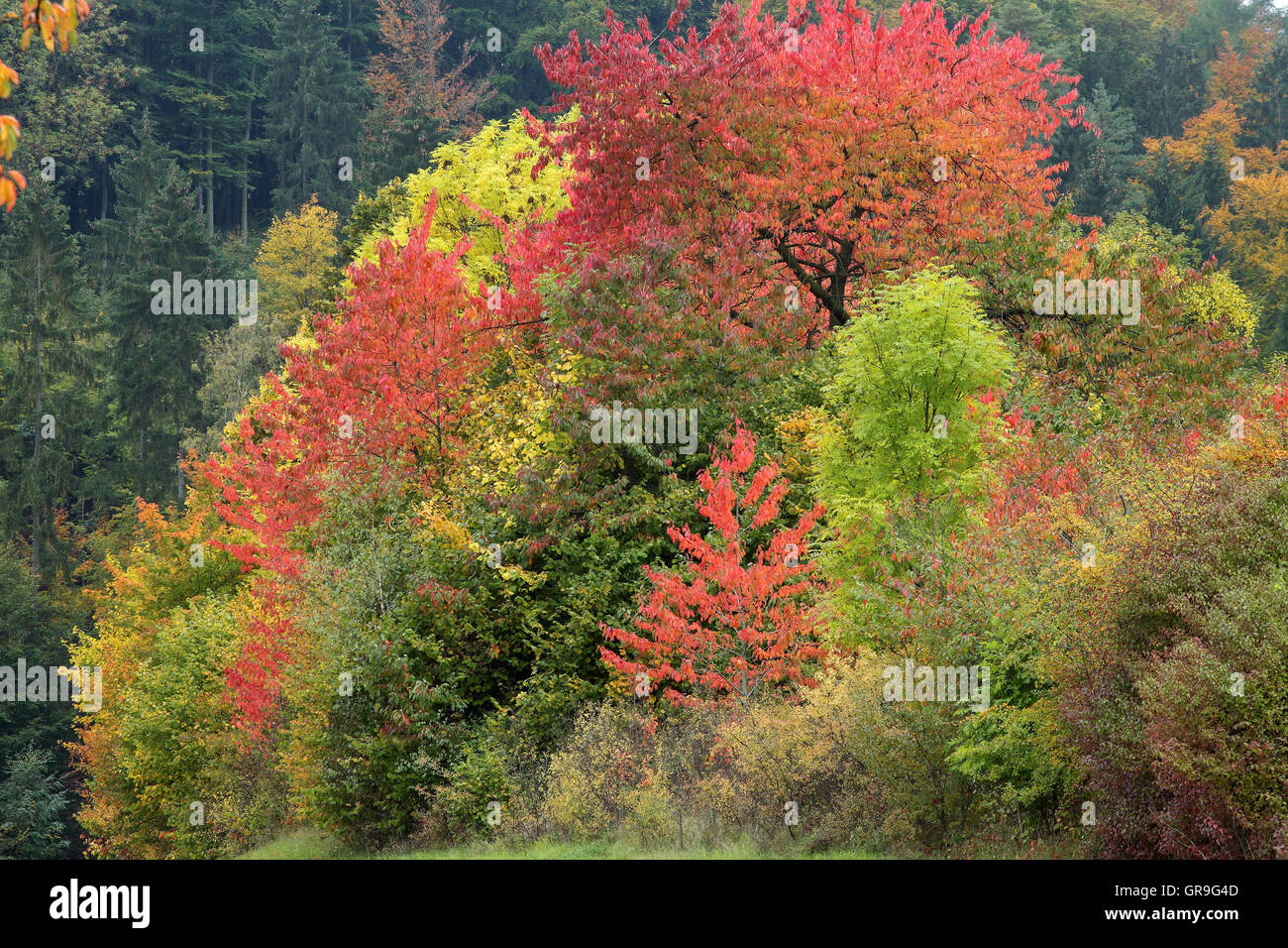 Bordure de forêt Banque de photographies et d’images à haute résolution ...