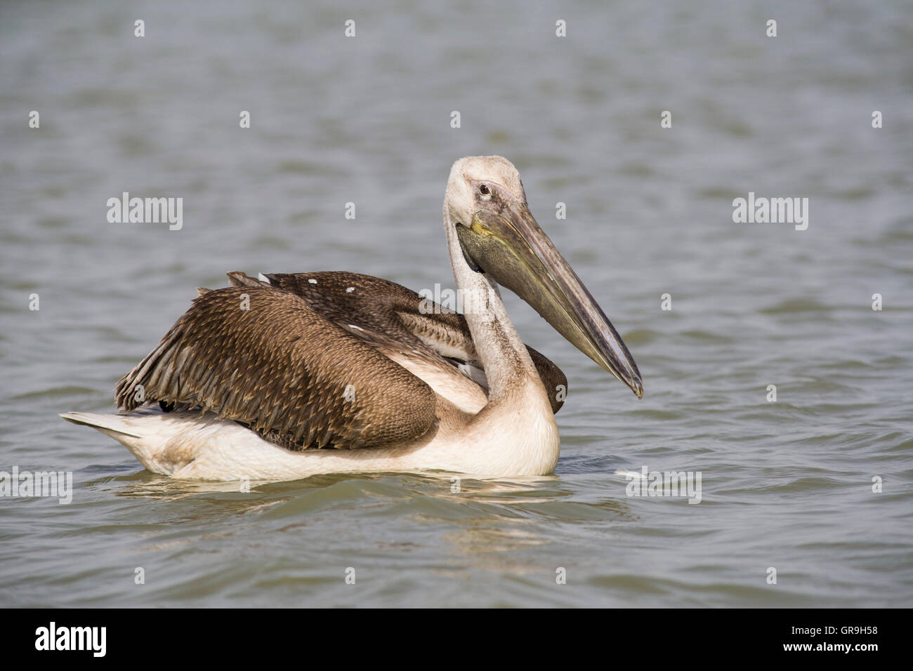 Grand Pélican blanc (Pelecanus onocrotalus), les subadultes, Parc National du Djoudj, au Sénégal Banque D'Images