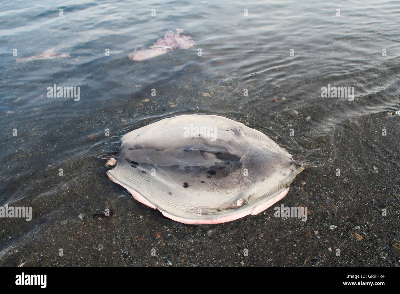 Le phoque du Groenland (Pagophilus groenlandicus) peau laissée par un chasseur à la baie, Qeqertarsuaq, Groenland Banque D'Images