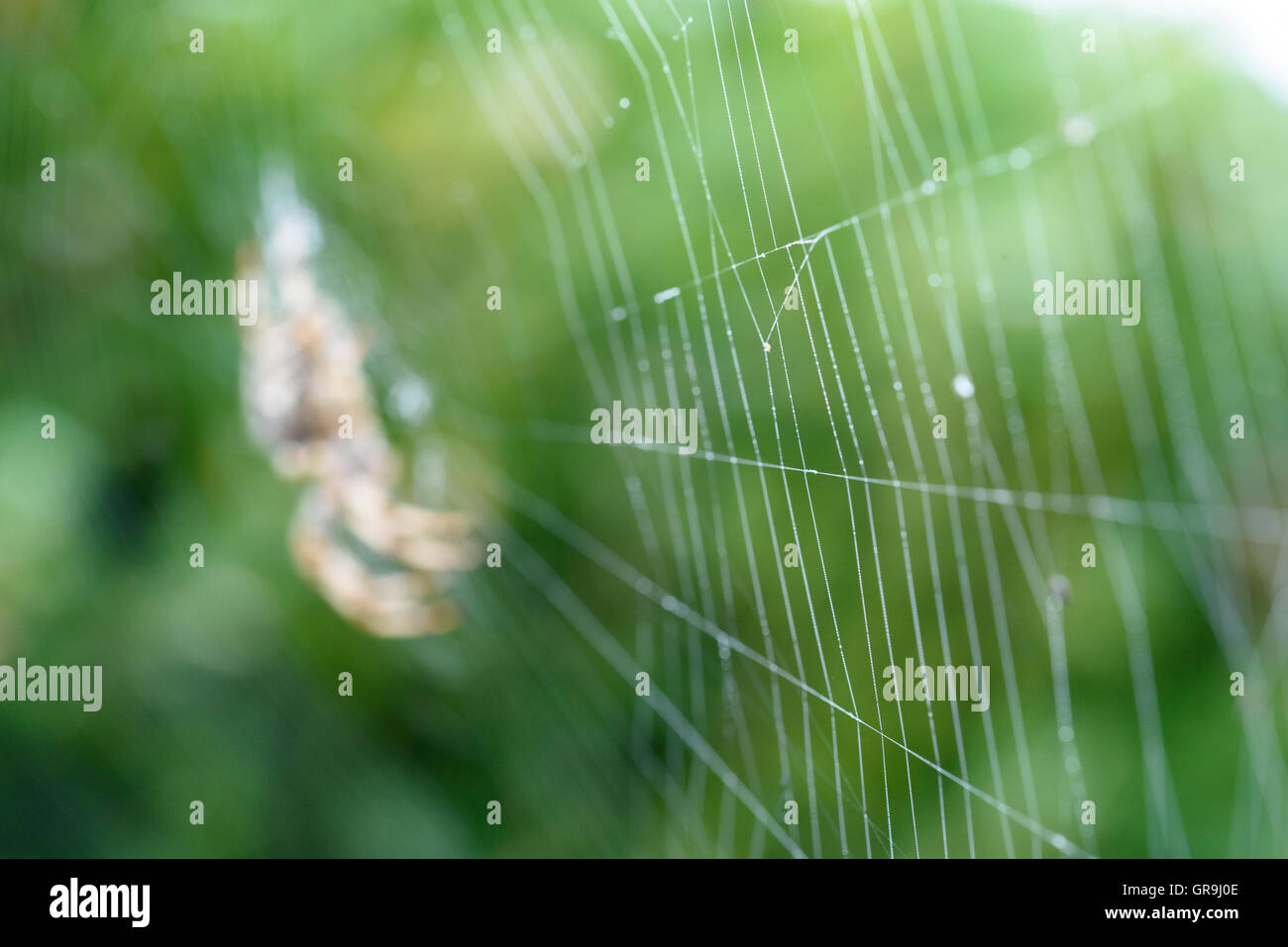 Spider's Web avec spider dans le centre, des problèmes de mise au point Banque D'Images