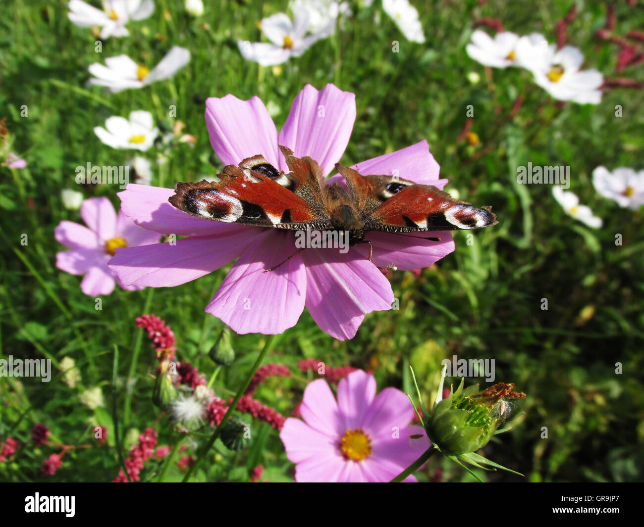 Papillon sur une fleur Banque D'Images