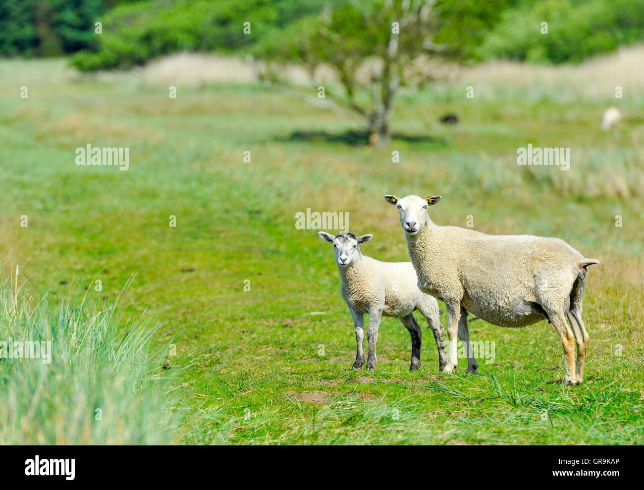 Mouton et Agneau sur une digue Banque D'Images