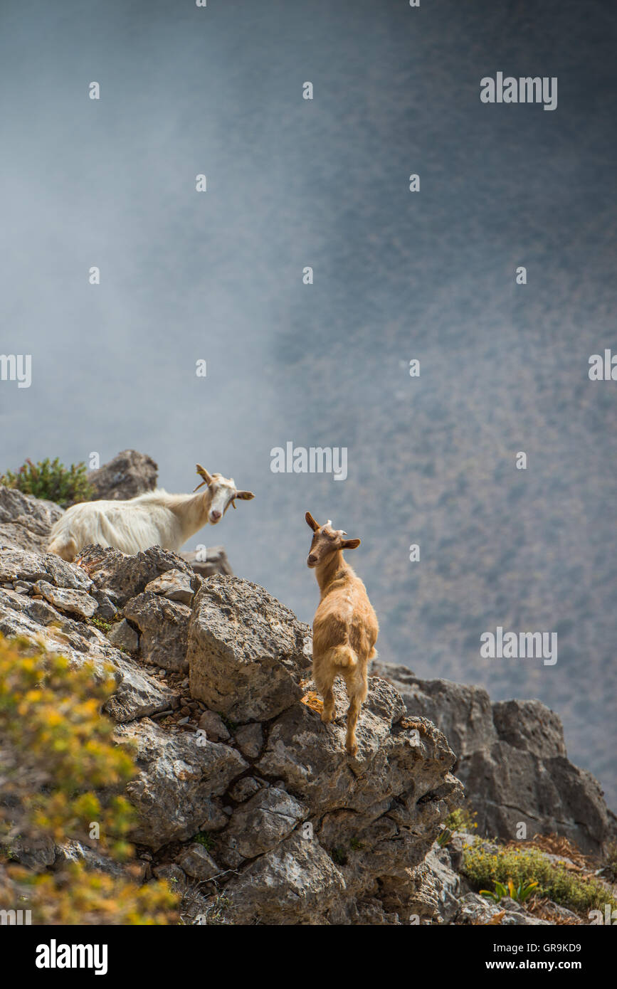 Les chèvres dans les montagnes de Crète, Grèce Banque D'Images