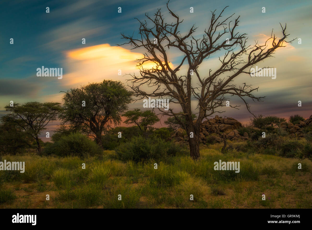 Des arbres dans la savane au coucher du soleil la Namibie Erongo Banque D'Images