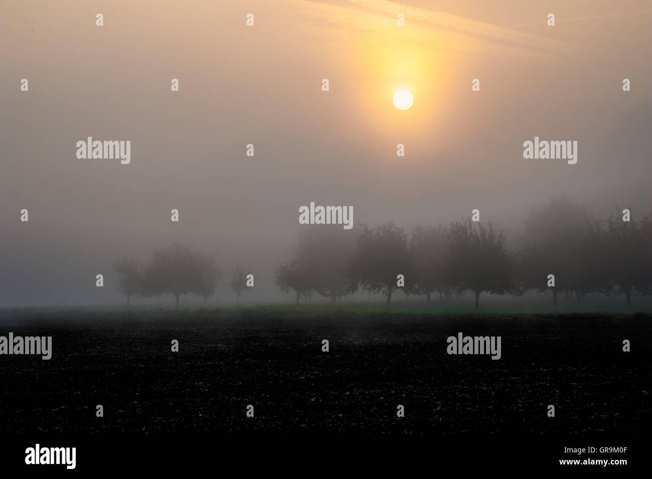 Vergers de la brume matinale dans le Ried Hessois, Hesse Allemagne Banque D'Images
