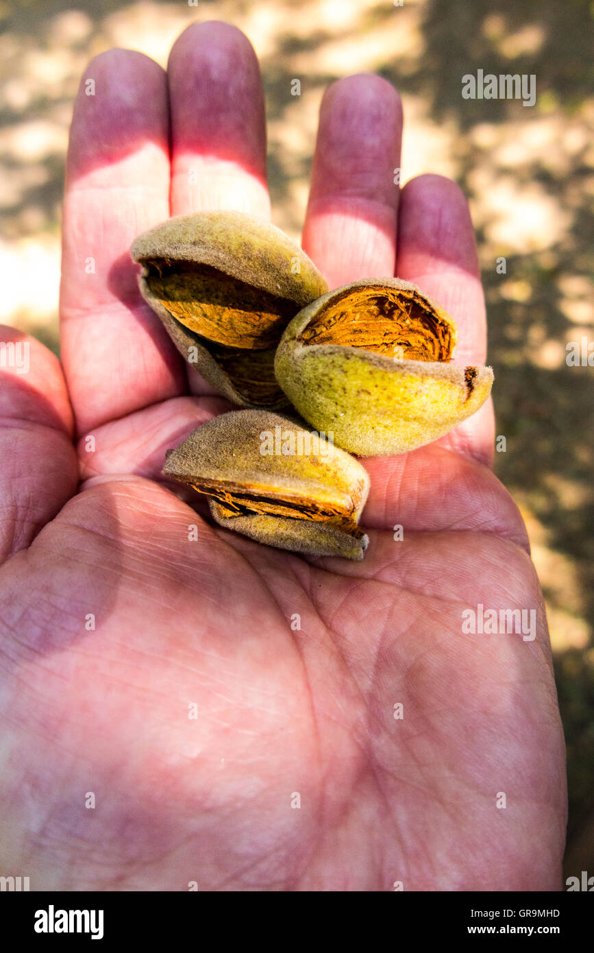 Un agriculteur détenant les amandes qui sont presque prêtes pour la récolte dans la vallée de San Joaquin en Californie Banque D'Images