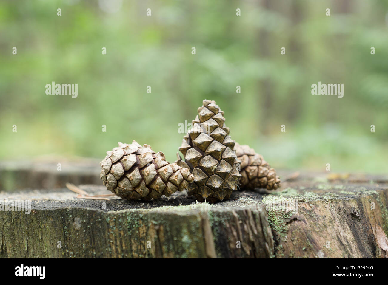 Vieux de pins éparpillés dans les bois Banque D'Images