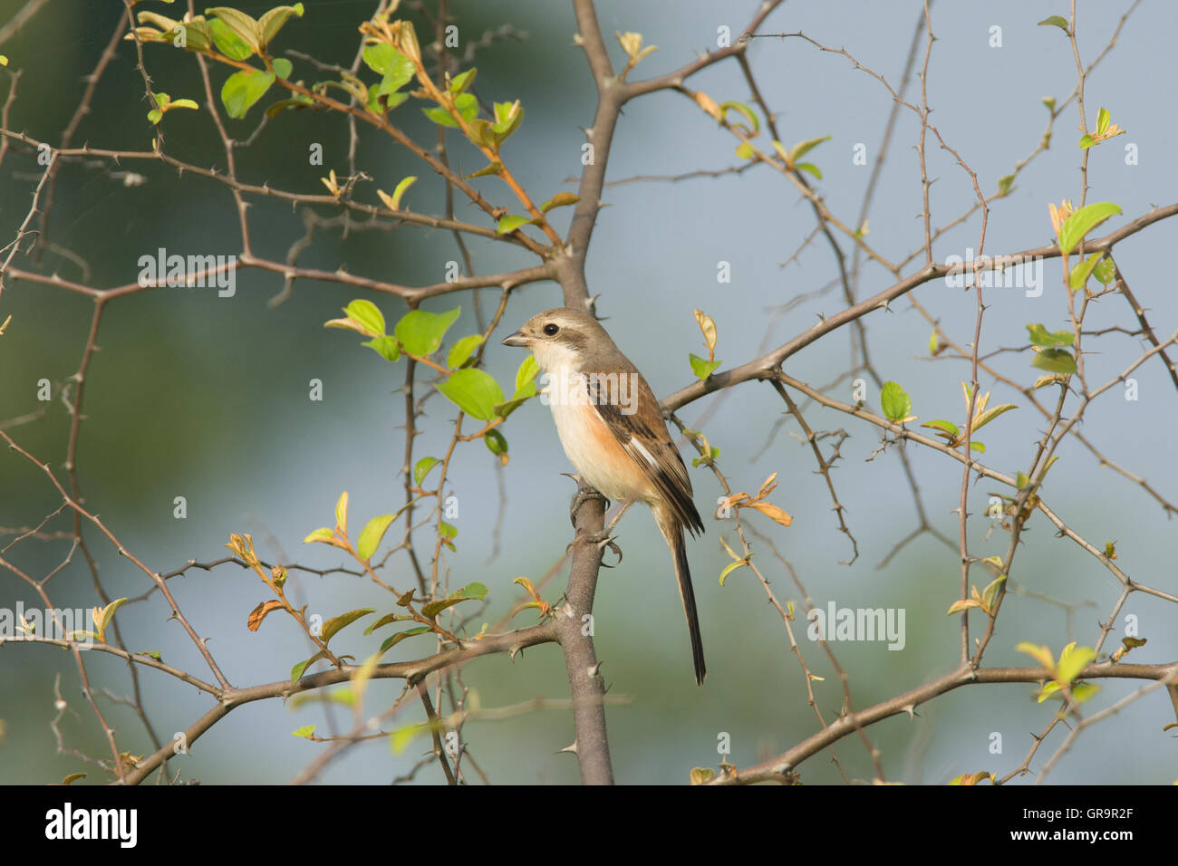 Pie-grièche brune (Lanius cristatus) à Kalyan rivière Gandhari perché Banque D'Images