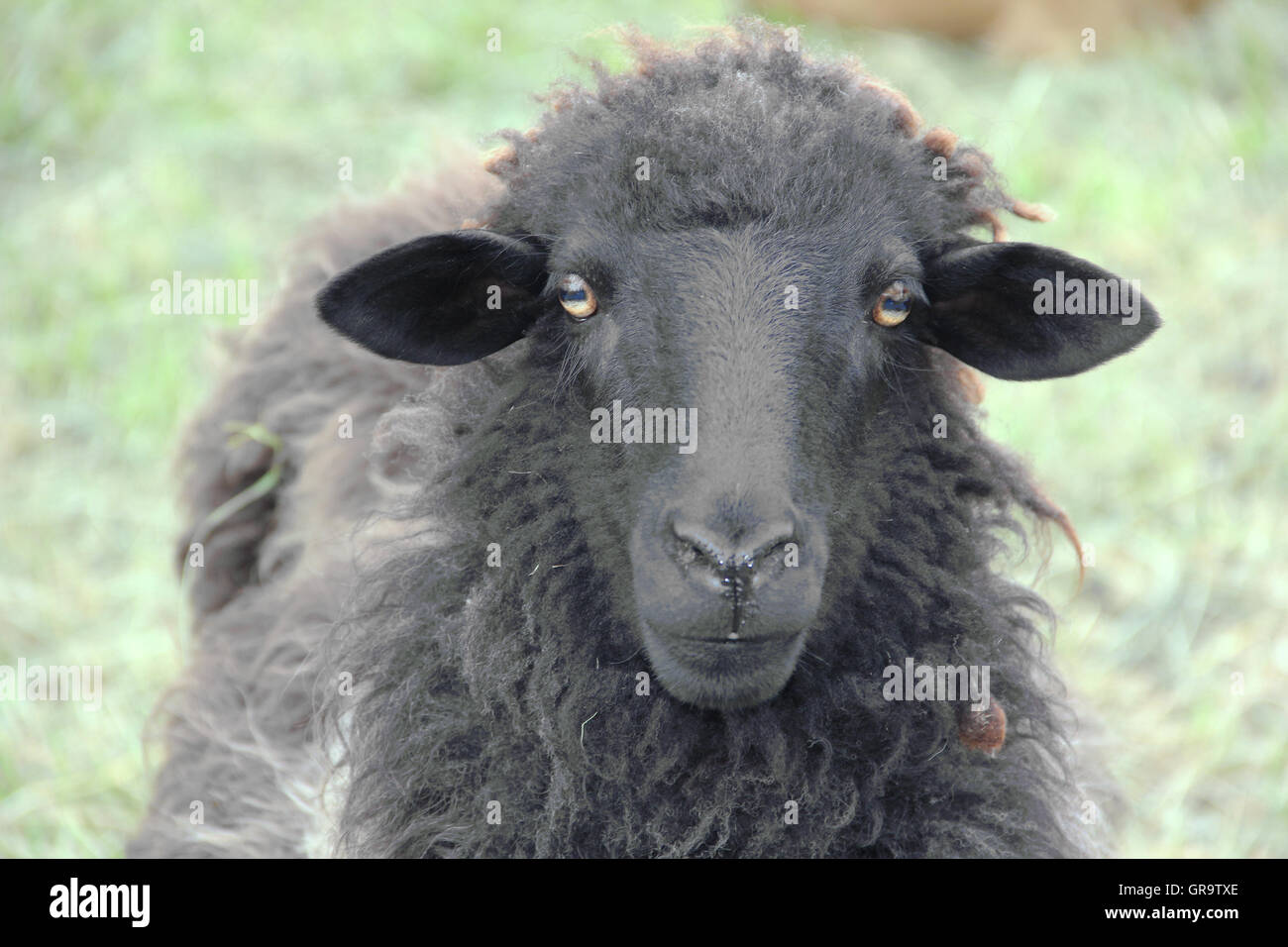 Le Mouton Noir Banque D Image Et Photos Alamy