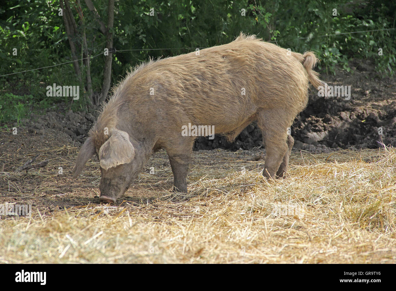 Les porcs Mangalitza en Burgenland, Autriche Banque D'Images