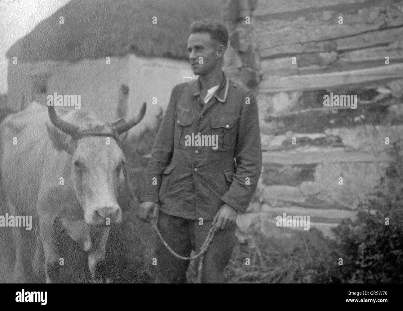 Soldat de la Wehrmacht allemande avec des bovins au cours de la campagne de Russie Banque D'Images