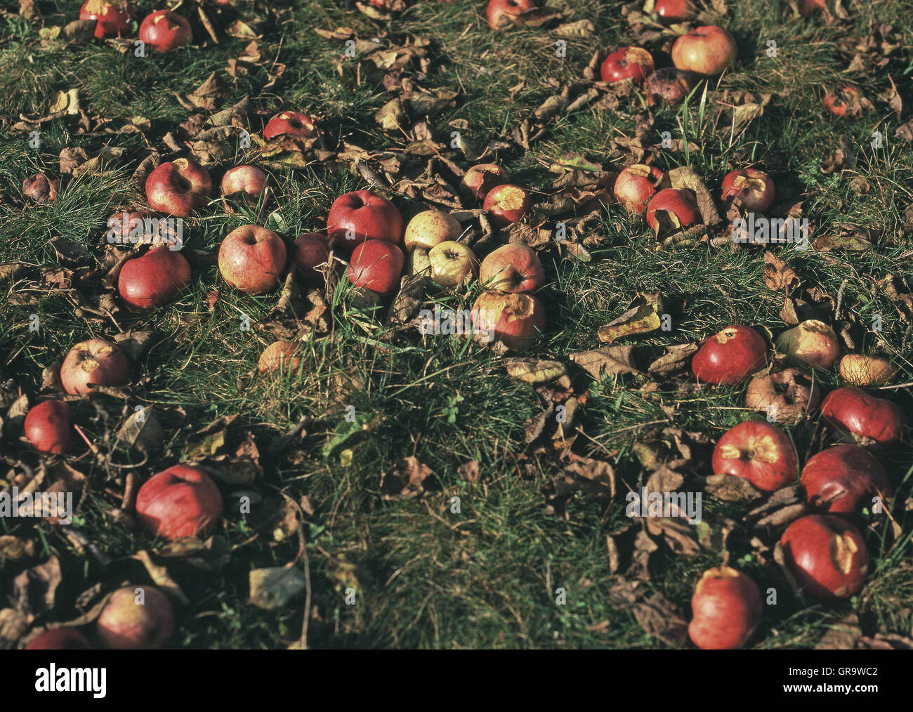 Pommes rouges sur un pré à l'automne Banque D'Images