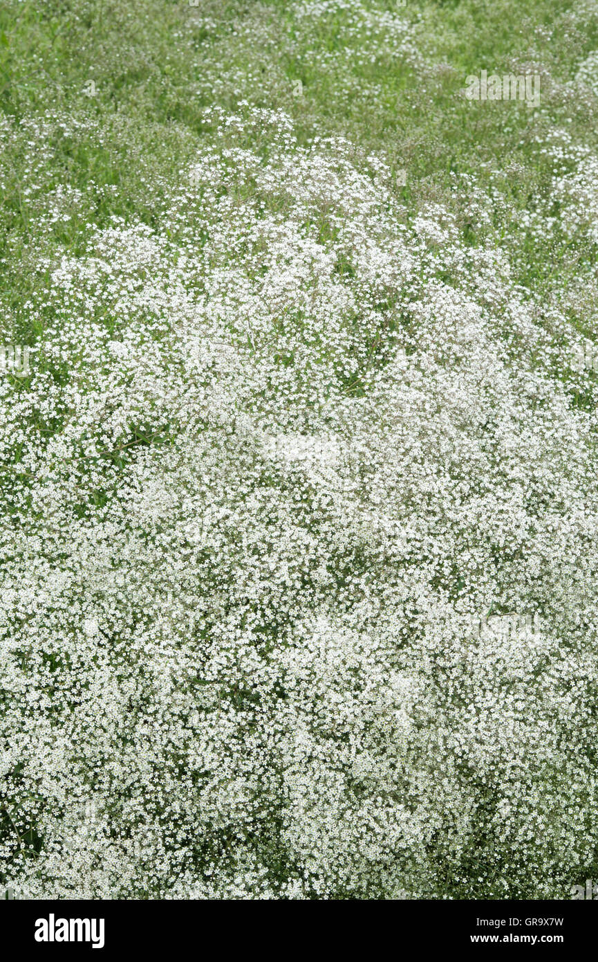 Gypsophila paniculata 'Bristol Fairy' . Baby's Breath 'Bristol Fairy' floraison dans un jardin anglais Banque D'Images