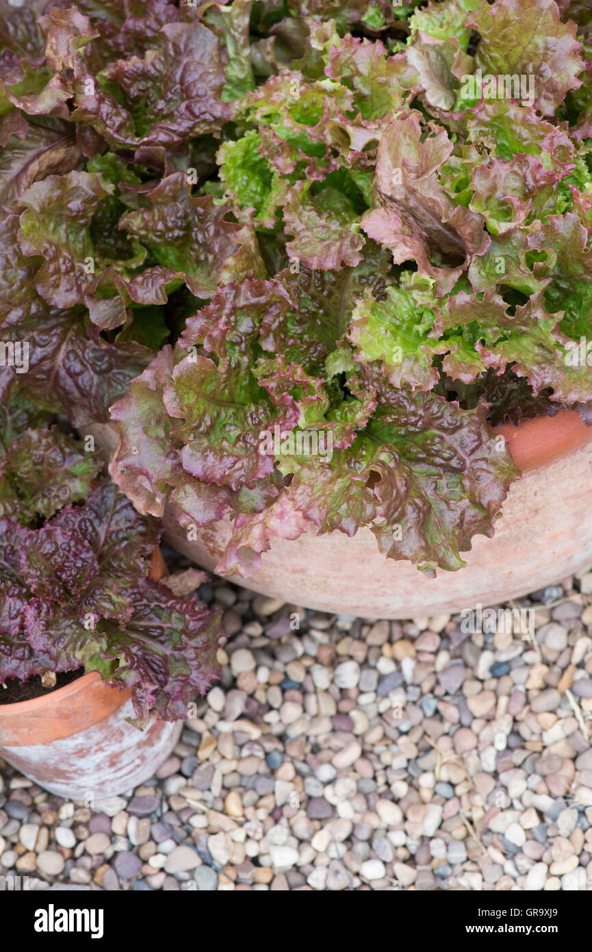 De plus en plus de la laitue en pots de terre cuite Banque D'Images