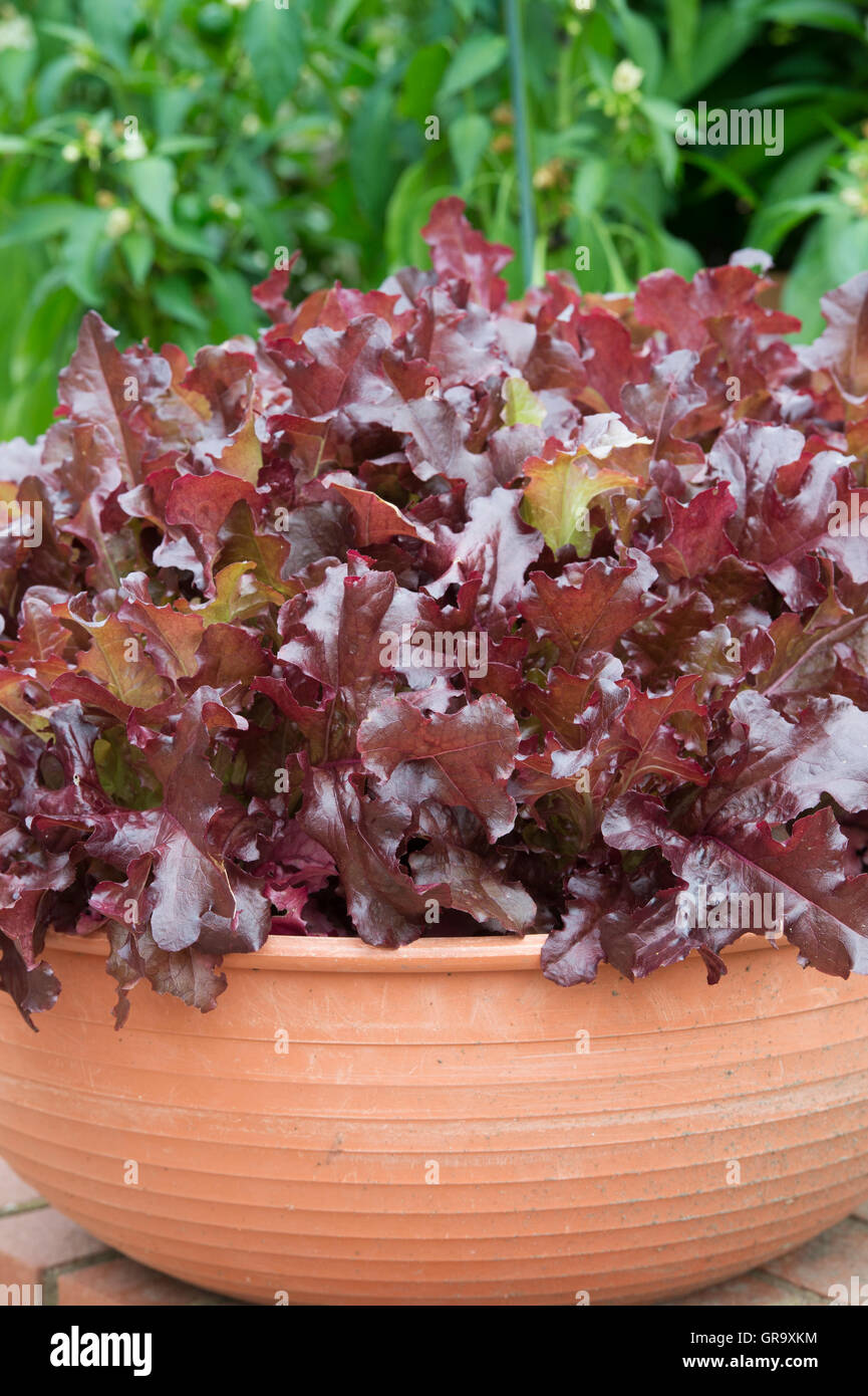 De plus en plus de la laitue dans un pot en terre cuite dans un petit jardin. selective focus Banque D'Images
