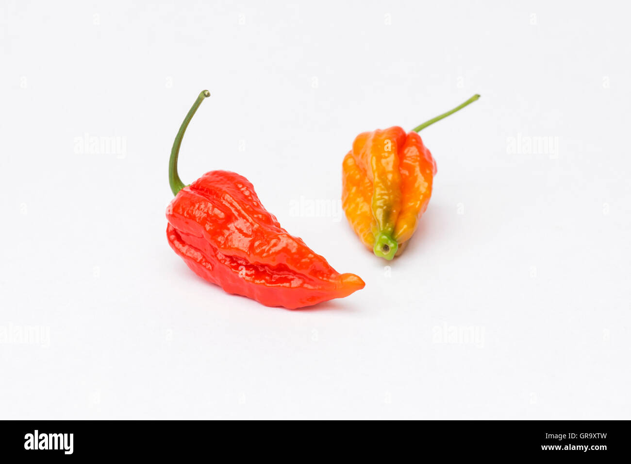 Piments Naga sur fond blanc Banque D'Images