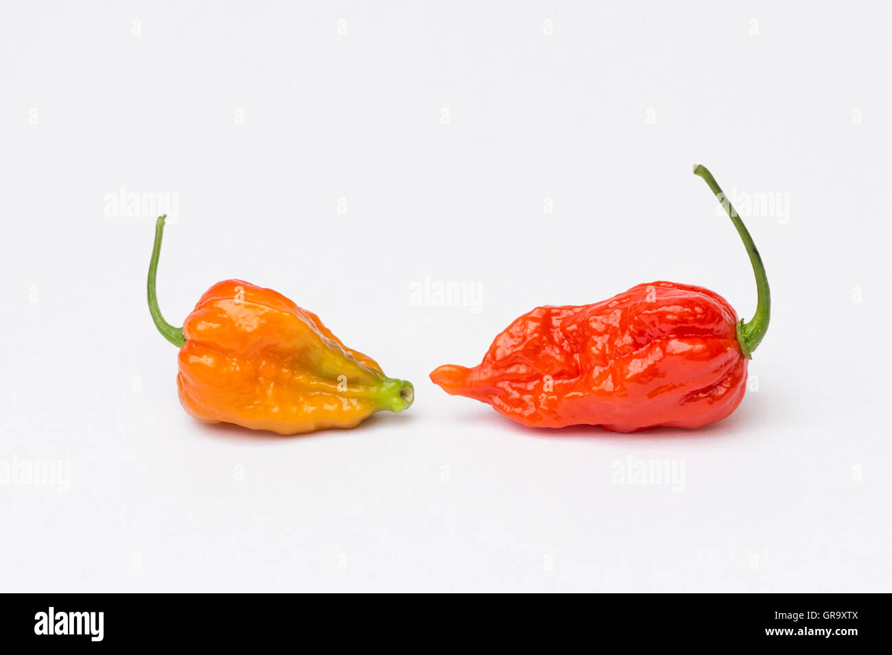 Piments Naga sur fond blanc Banque D'Images