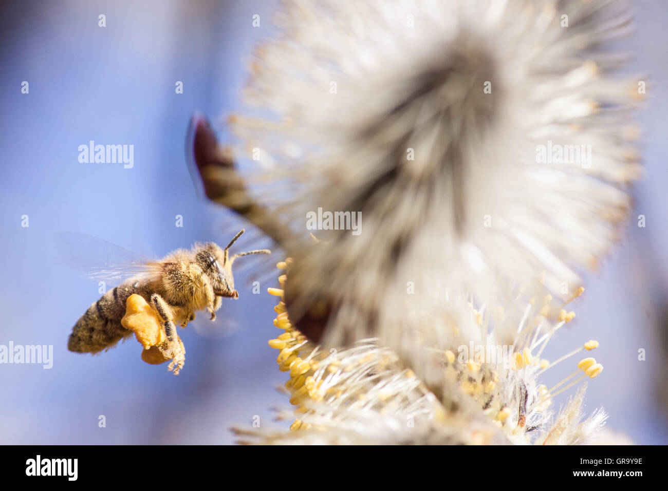 La recherche de nourriture de l'abeille Banque D'Images
