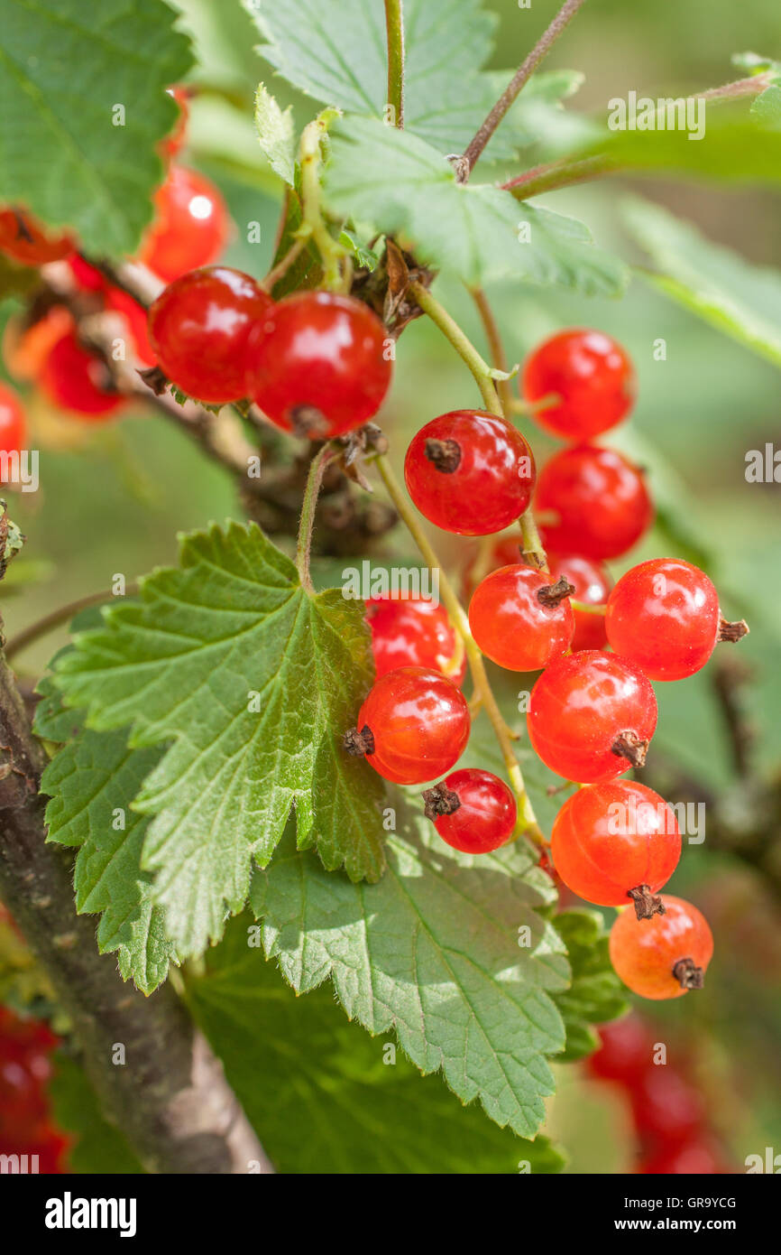 Sur le buisson de groseilles Banque D'Images