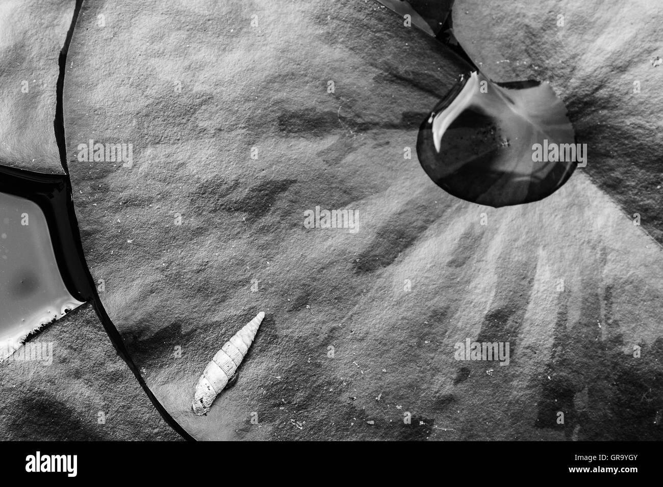 Water Lily Leaf Banque D'Images