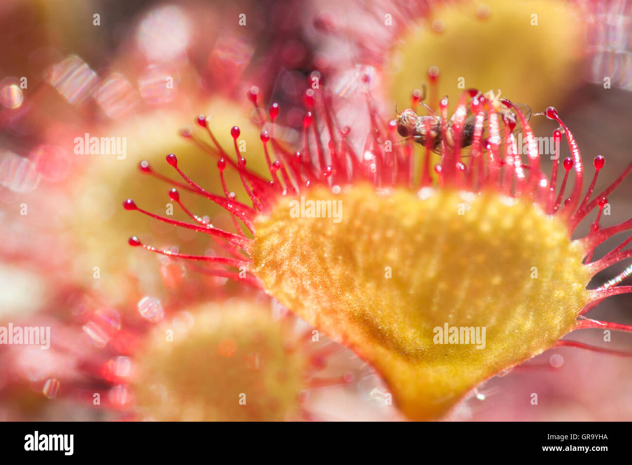 Round-Leaved Sundew avec les proies Banque D'Images