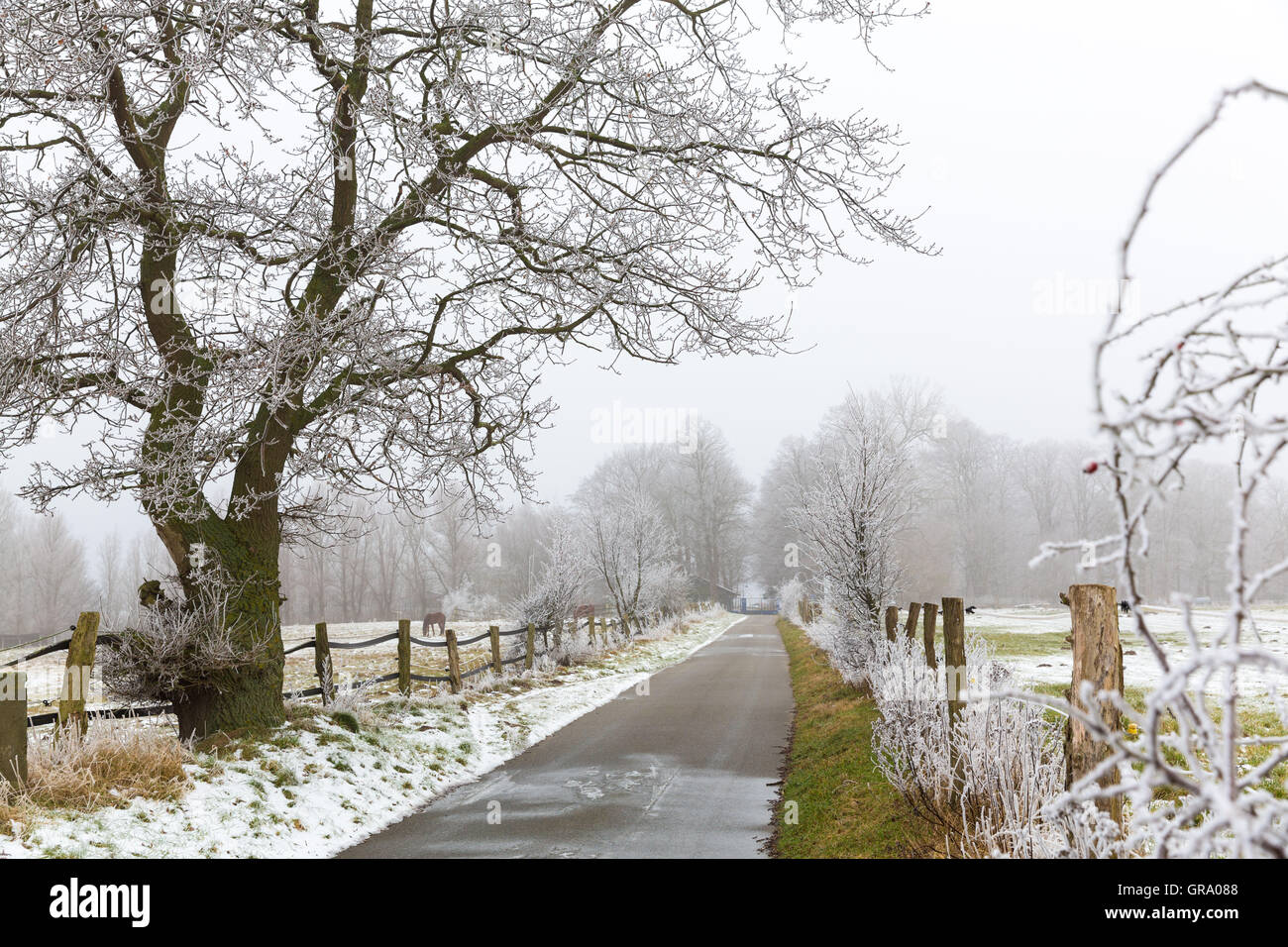 Petite route en hiver avec des champs et un chêne centenaire avec beaucoup de givre Banque D'Images