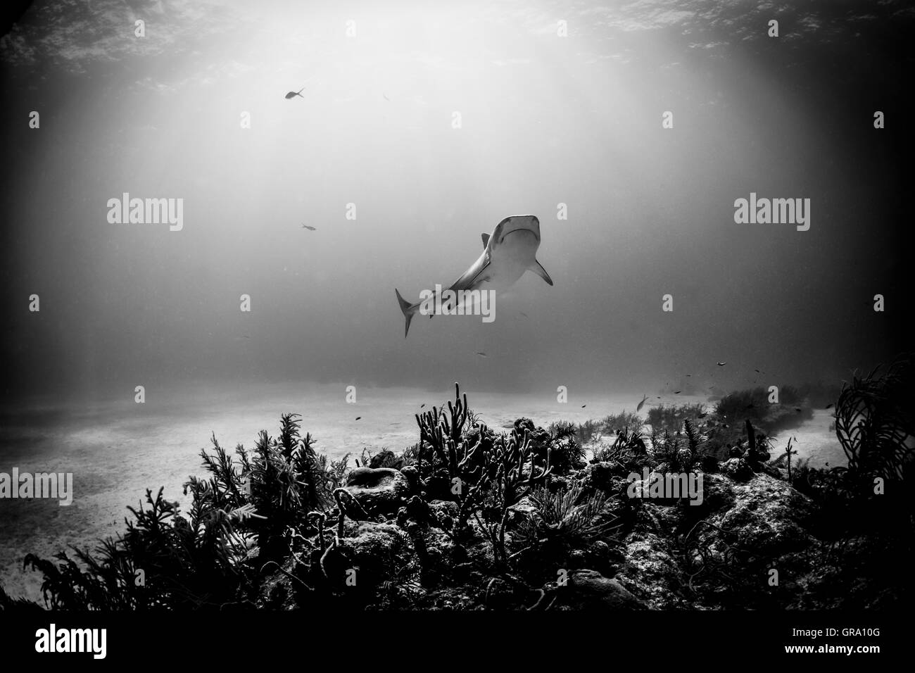Requin Tigre et de la lumière du soleil Banque D'Images