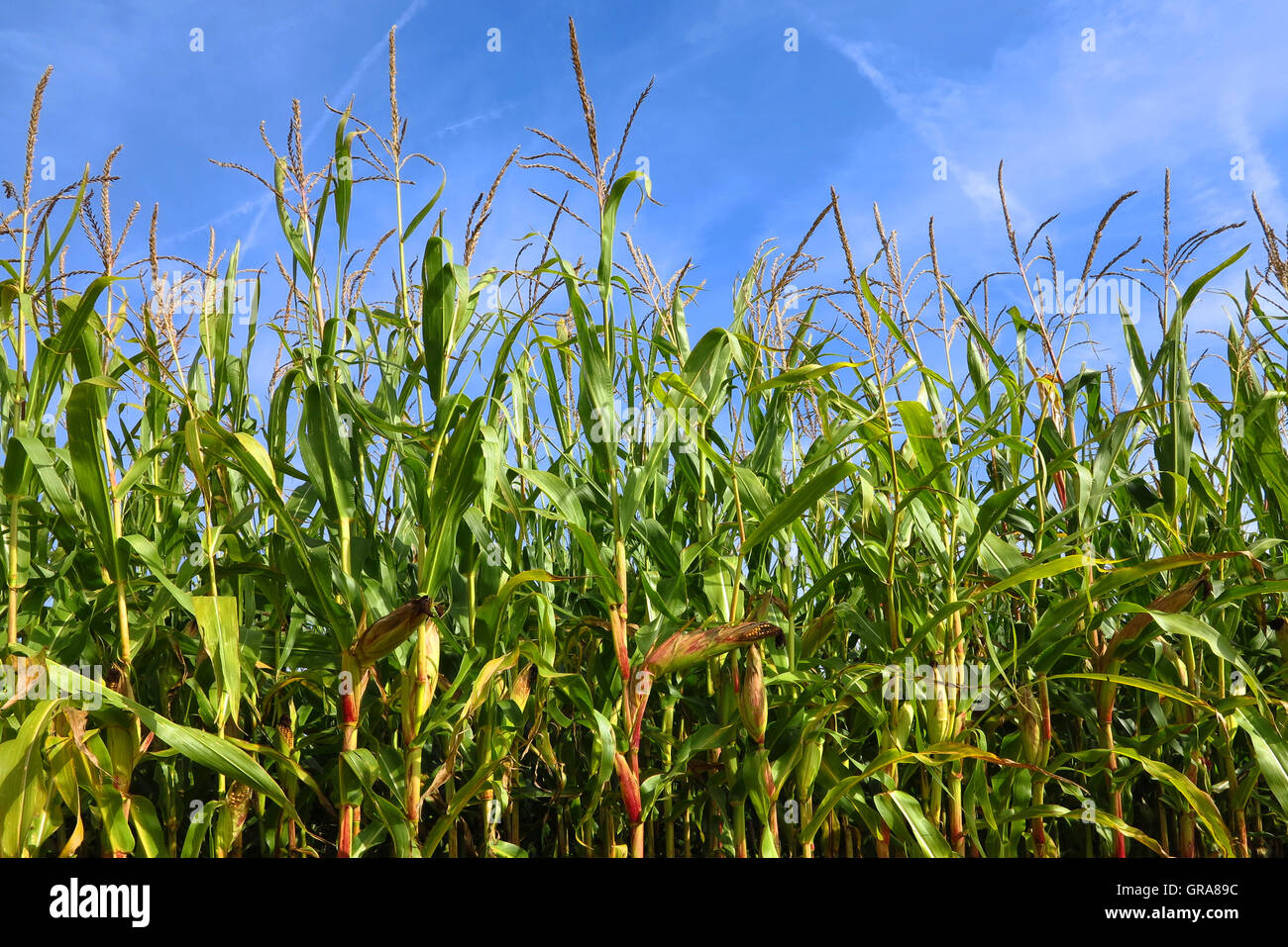 Plants de maïs Banque D'Images