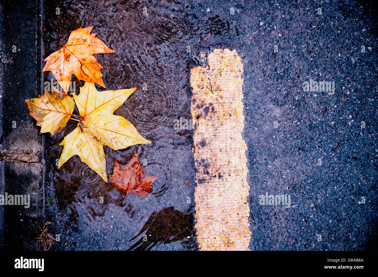 L'automne jaune feuilles flottent à la surface d'un étang de la pluie. Les feuilles d'automne automne fond jaune. Banque D'Images