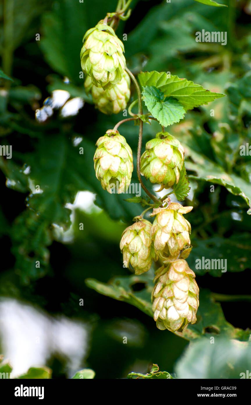 Les cônes verts mûrs pris la direction libre. Récolte de houblon frais mûrs. Le houblon vert. Banque D'Images